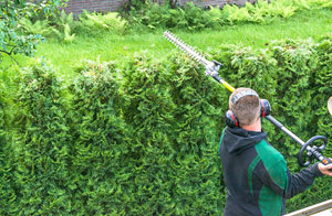 Hedge Cutting Scarcliffe Derbyshire